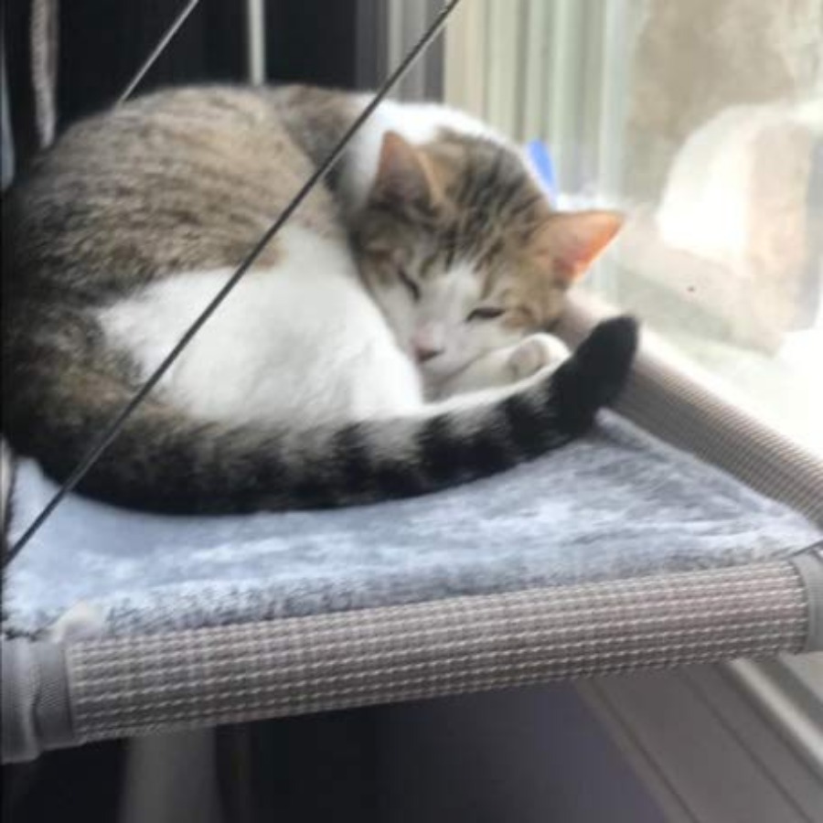 Cat Window Hammock Mess-Free W - Cat Window Perch ulasan dan harga
