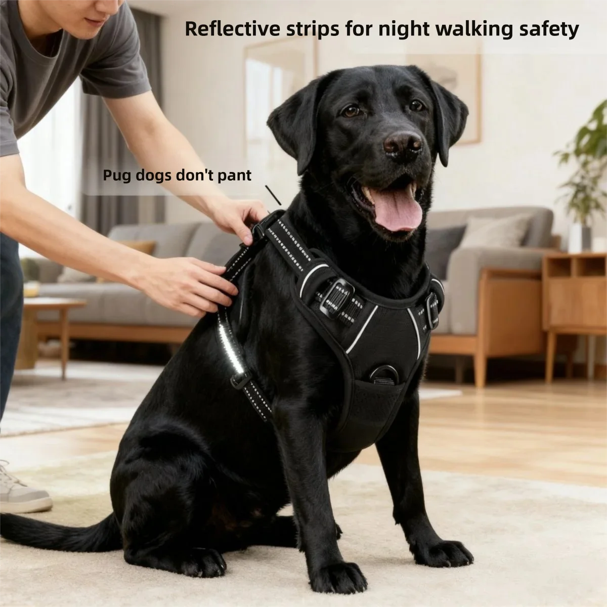 Dog Leash Pet Harness Nylon Do - Pet Supplies In Amazon ulasan dan harga